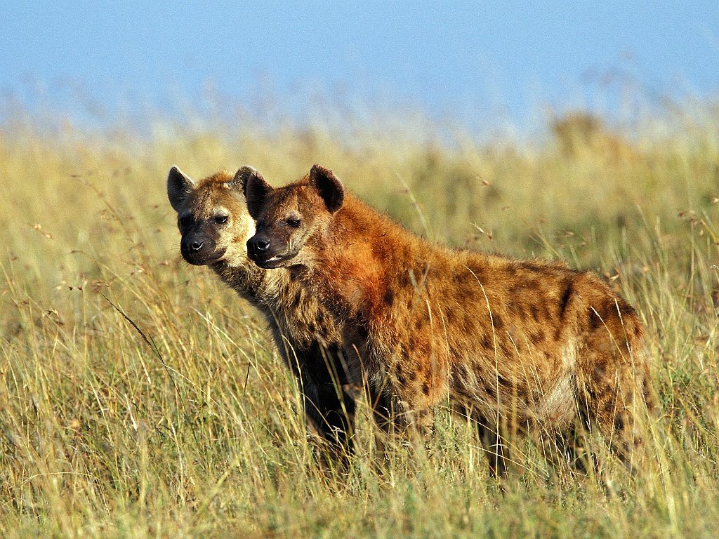 Spotted Hyaenas, Masai Mara, Kenya